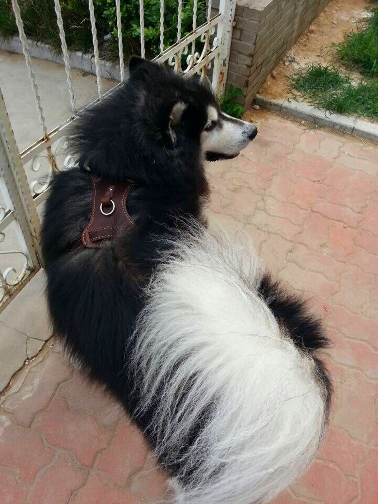 Double Layer Thickened Cowhide Chest And Back