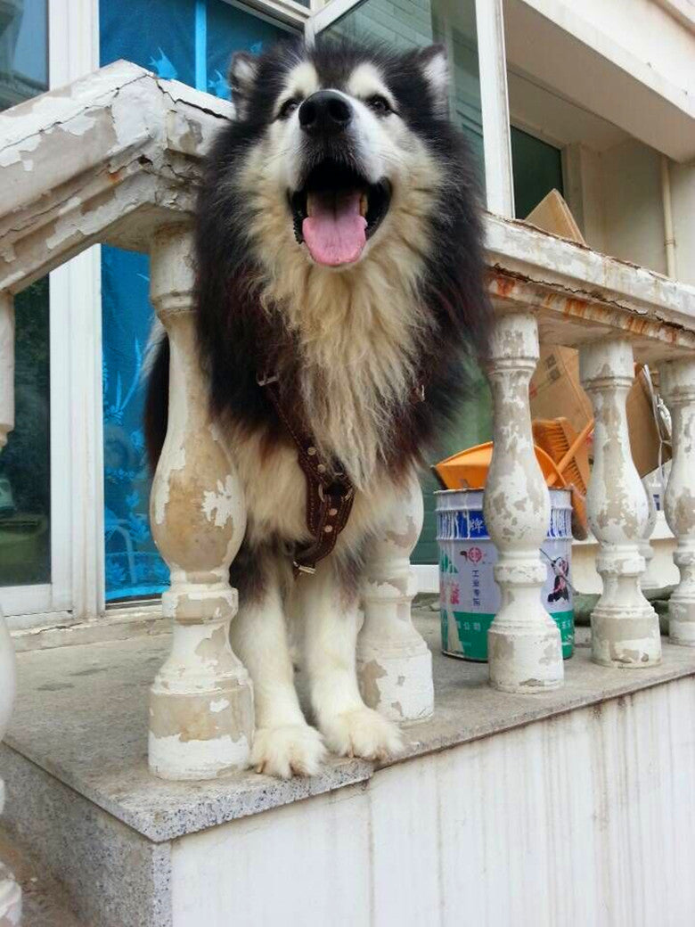 Double Layer Thickened Cowhide Chest And Back